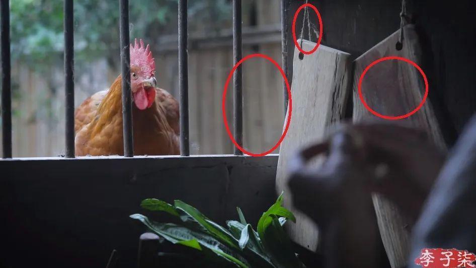 李子柒官宣新身份，消失700天回归，近照堪比“毁容”