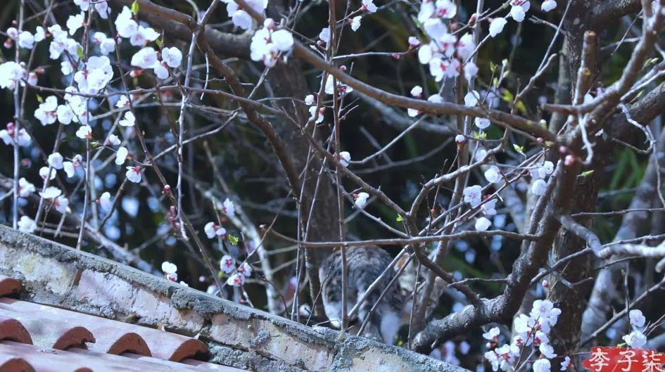 李子柒官宣新身份，消失700天回归，近照堪比“毁容”