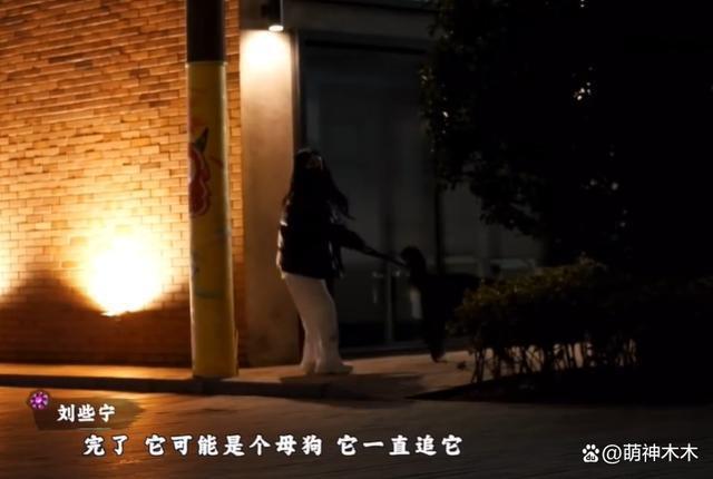 娱乐圈纵狗伤人的明星，致人毁容、害死老人，一个比一个过分