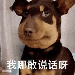 买二手手表给狗戴，网友真会玩！