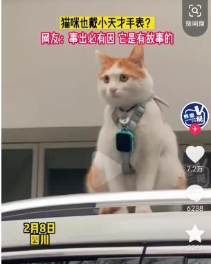 买二手手表给狗戴，网友真会玩！