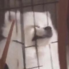 买二手手表给狗戴，网友真会玩！