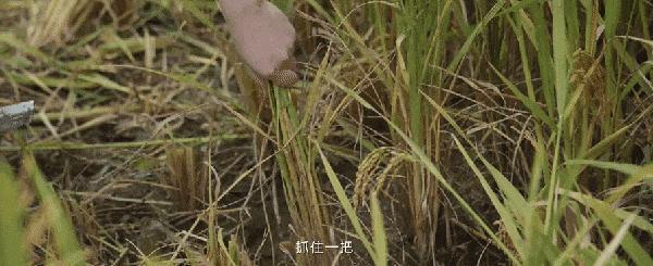 怎么舍得让田曦薇摊上这样的“家人”啊？
