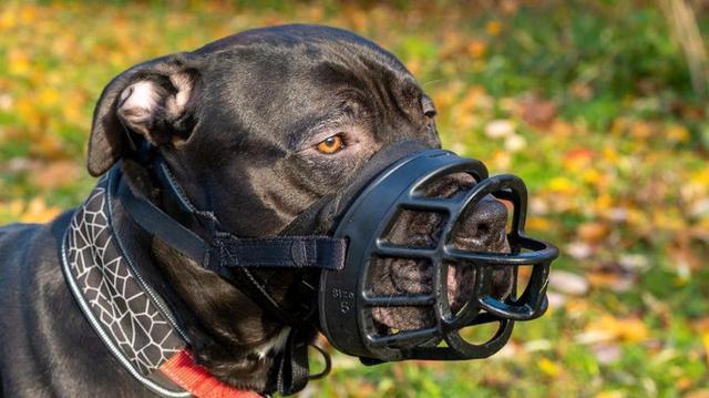 美国犬只伤人，狗主最高被判赔7200万美元，在美犬主：狗必须牵绳