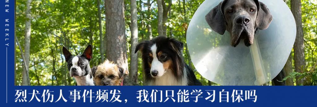 豆瓣9.0，他养活了半个英国的狗仔