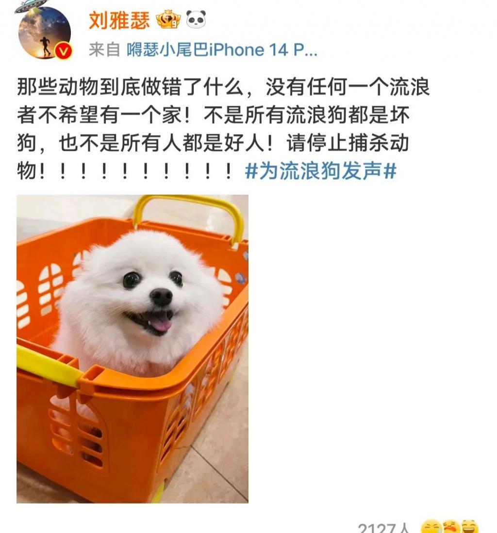 每年四千万人被犬咬伤，杨迪沈月却在表演爱心，他们在掩饰什么
