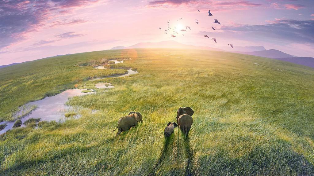 BBC 纪录片《地球脉动 III》即将上线国内视频平台，本周末点映