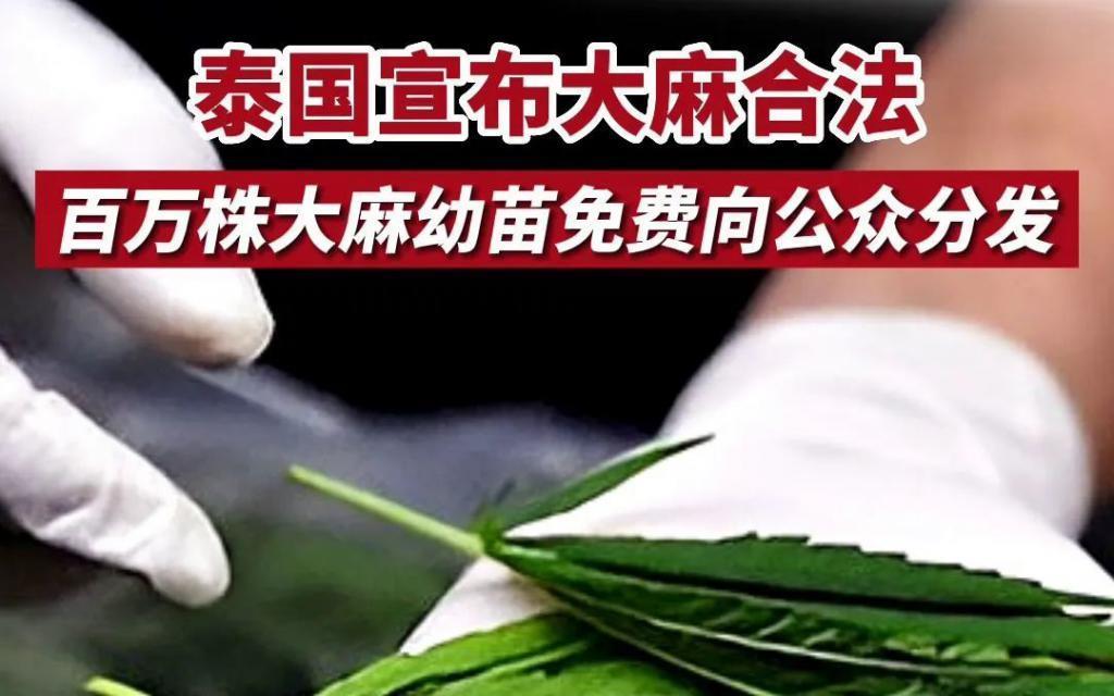 韩国为什么那么多吸毒的？