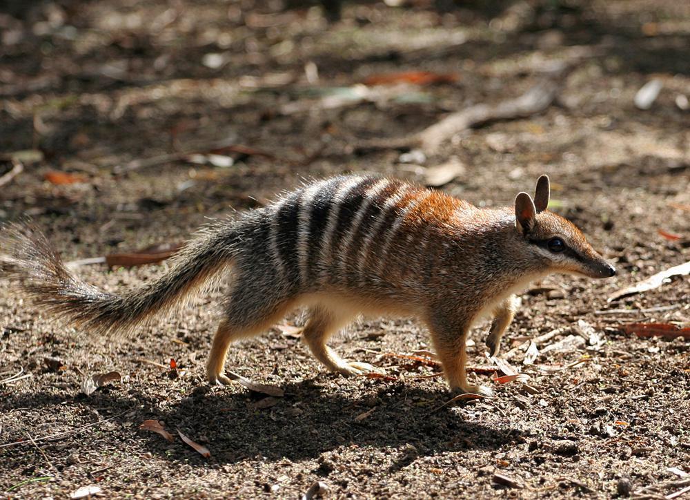 明年 4 月 25 日发布，Ubuntu 24.04 代号敲定为“Noble Numbat”