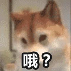 这手机，真能弯！