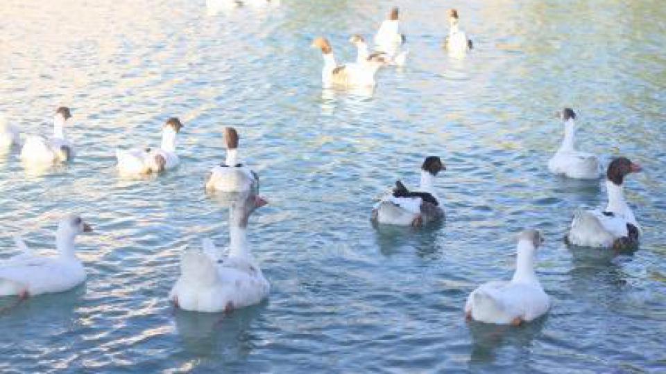 ChatGPT发人声、Meta要出个性化聊天机器人，AI会“深刻改变”社交网络吗？