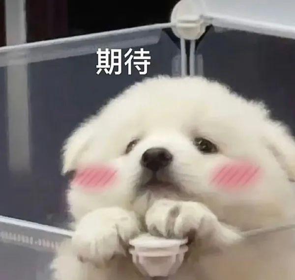 出席活动被指油腻显老？网友对女爱豆真的好严格