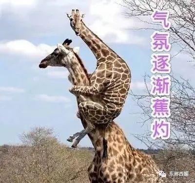 炸裂！激情转账5201314，但清清白白中国好室友？