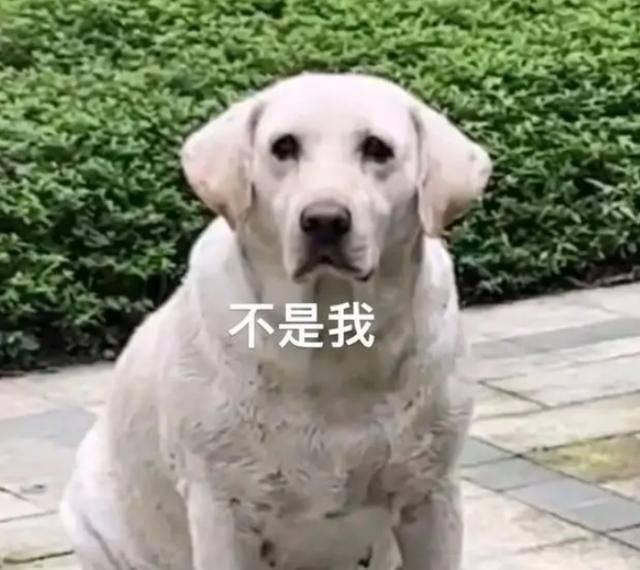 买二手手表给狗戴，网友真会玩！