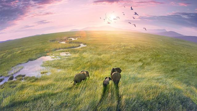 BBC 纪录片《地球脉动 III》即将上线国内视频平台，本周末点映