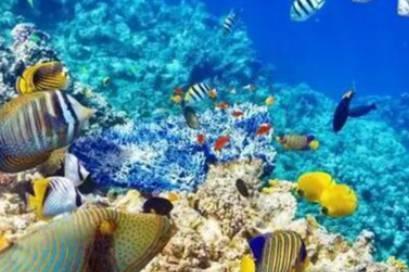 海参会大量吞食泥沙，猜猜是为什么 神奇海洋答案11.30