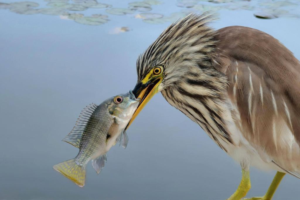 华为影像大赛揭晓获奖作品，XMAGE 诠释影像力量