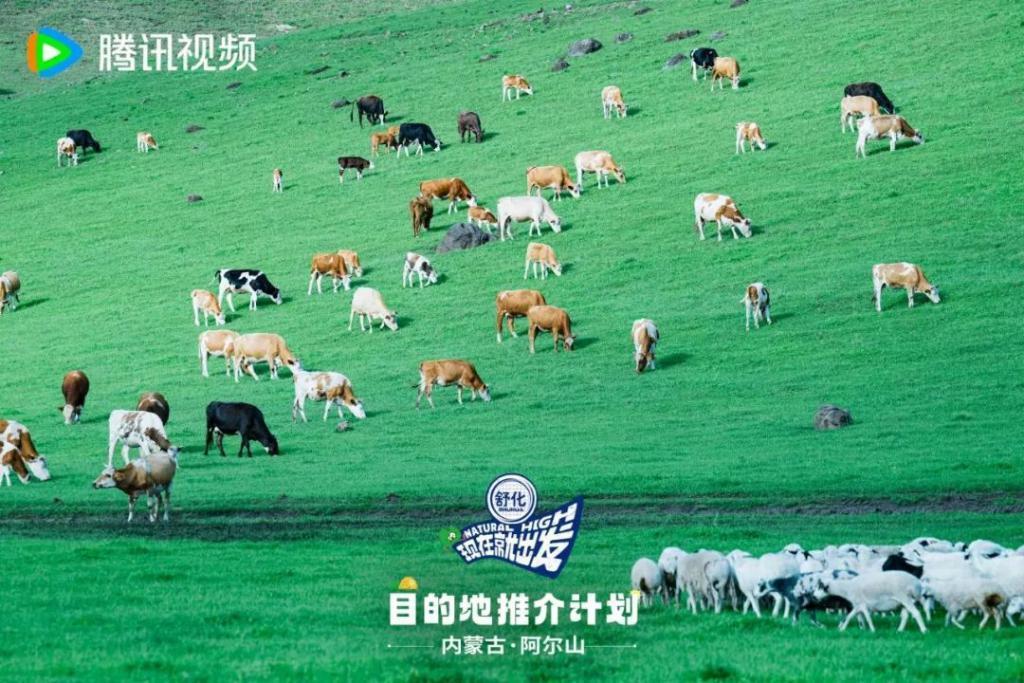 牌好又会打，这节目太好追了