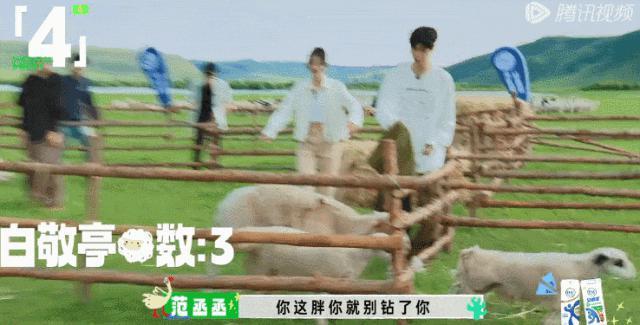 牌好又会打，这节目太好追了