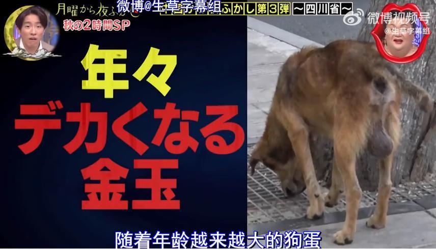 富婆撕X？丑化中国？谁也没它生猛啊！