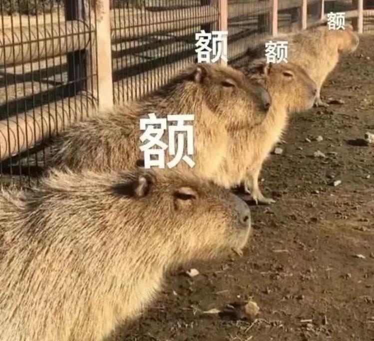 东方青苍才是对王鹤棣的最大误解