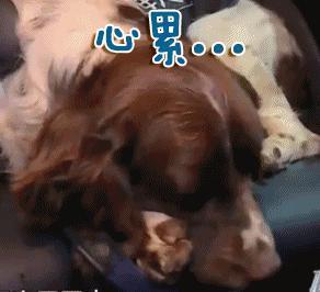 手机被强制用 5G ? 网友急了