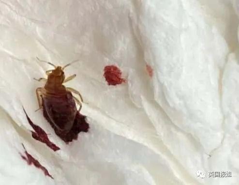 巴黎嗜血臭虫已到亚洲！韩国大学寝室商店健身房现大面积虫卵，香港地铁也遭侵袭？！