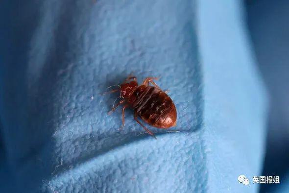 巴黎嗜血臭虫已到亚洲！韩国大学寝室商店健身房现大面积虫卵，香港地铁也遭侵袭？！