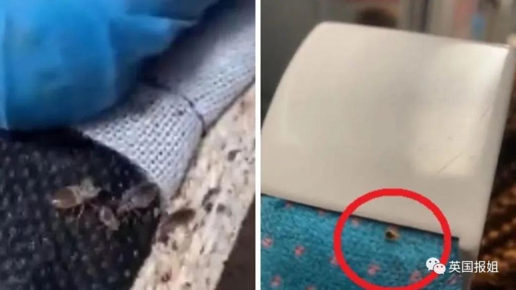 巴黎嗜血臭虫已到亚洲！韩国大学寝室商店健身房现大面积虫卵，香港地铁也遭侵袭？！