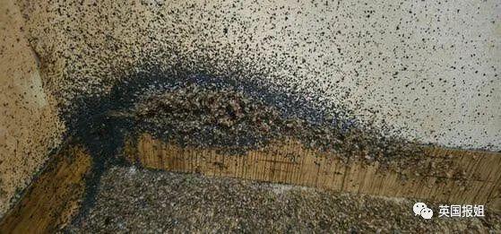 巴黎嗜血臭虫已到亚洲！韩国大学寝室商店健身房现大面积虫卵，香港地铁也遭侵袭？！