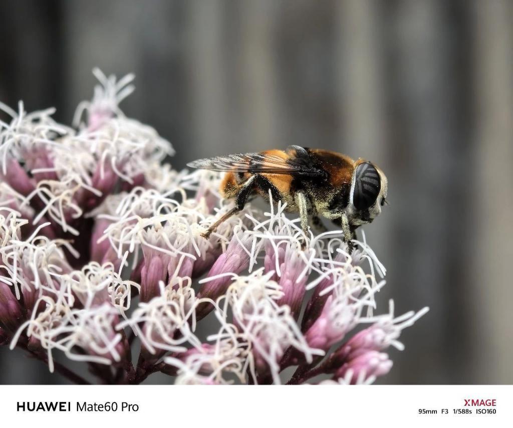 华为Mate60 Pro影像评测