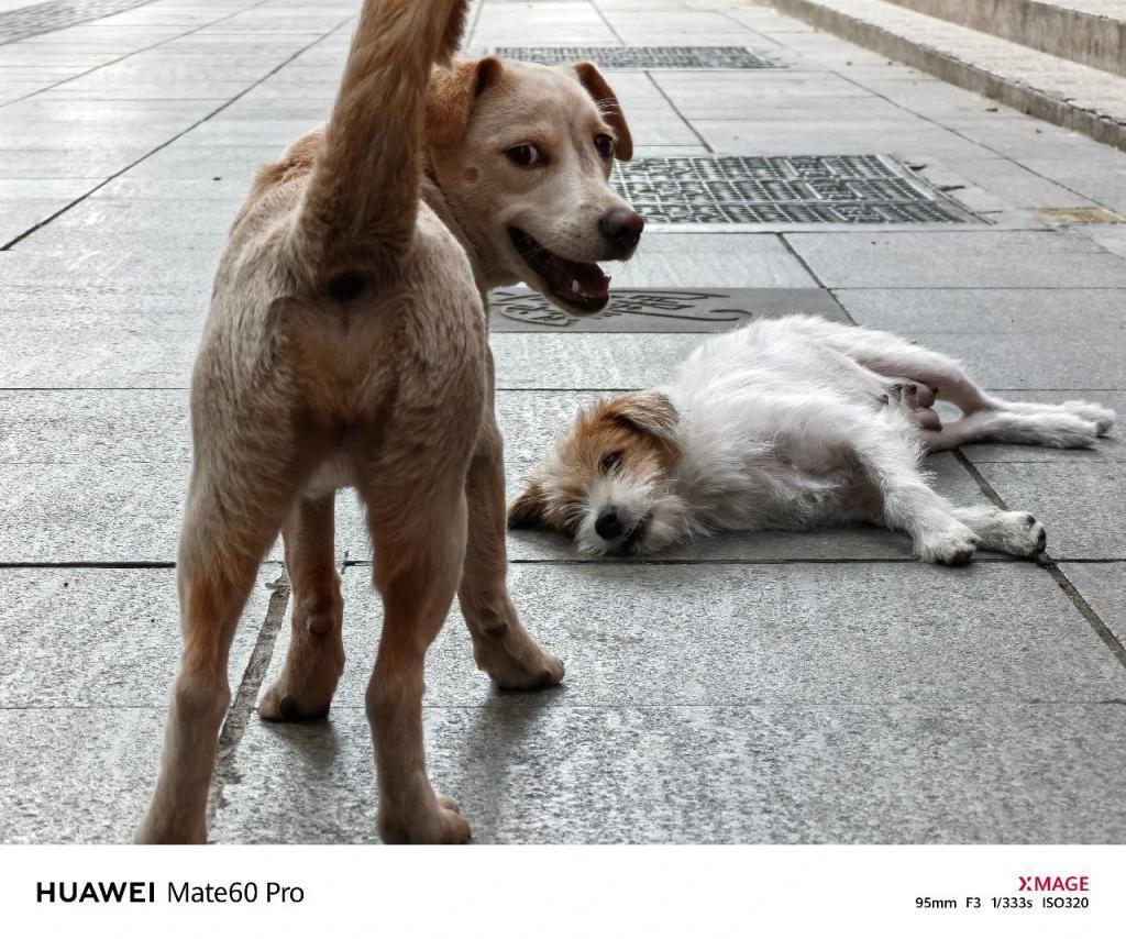 华为Mate60 Pro影像评测