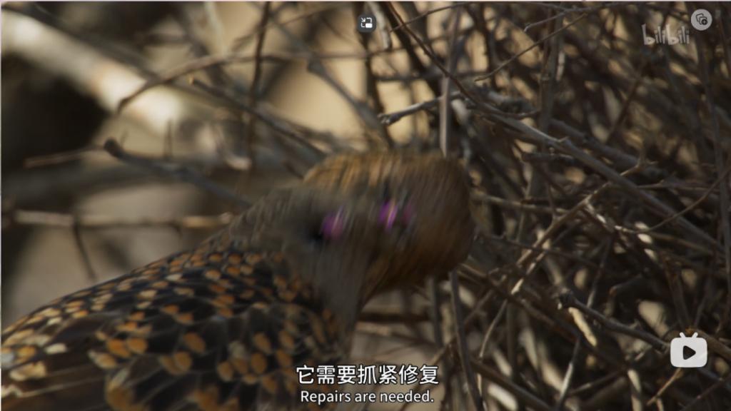 苦等7年，回归即爆！逆天神作，顶礼膜拜