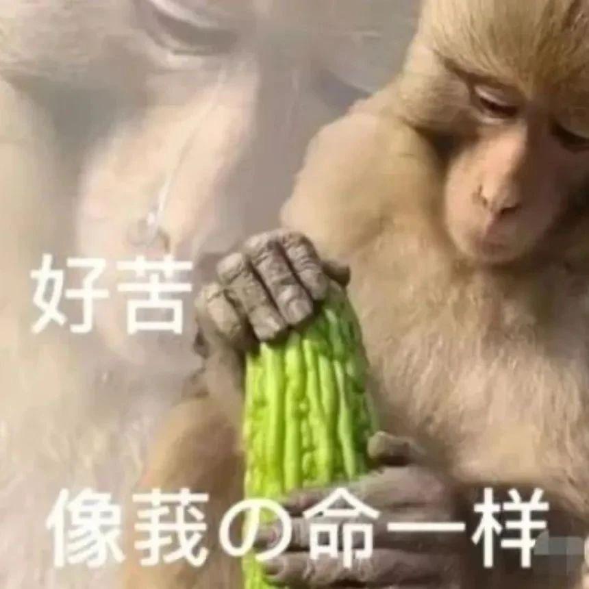 何猷君这小金土豆真的挺不错！
