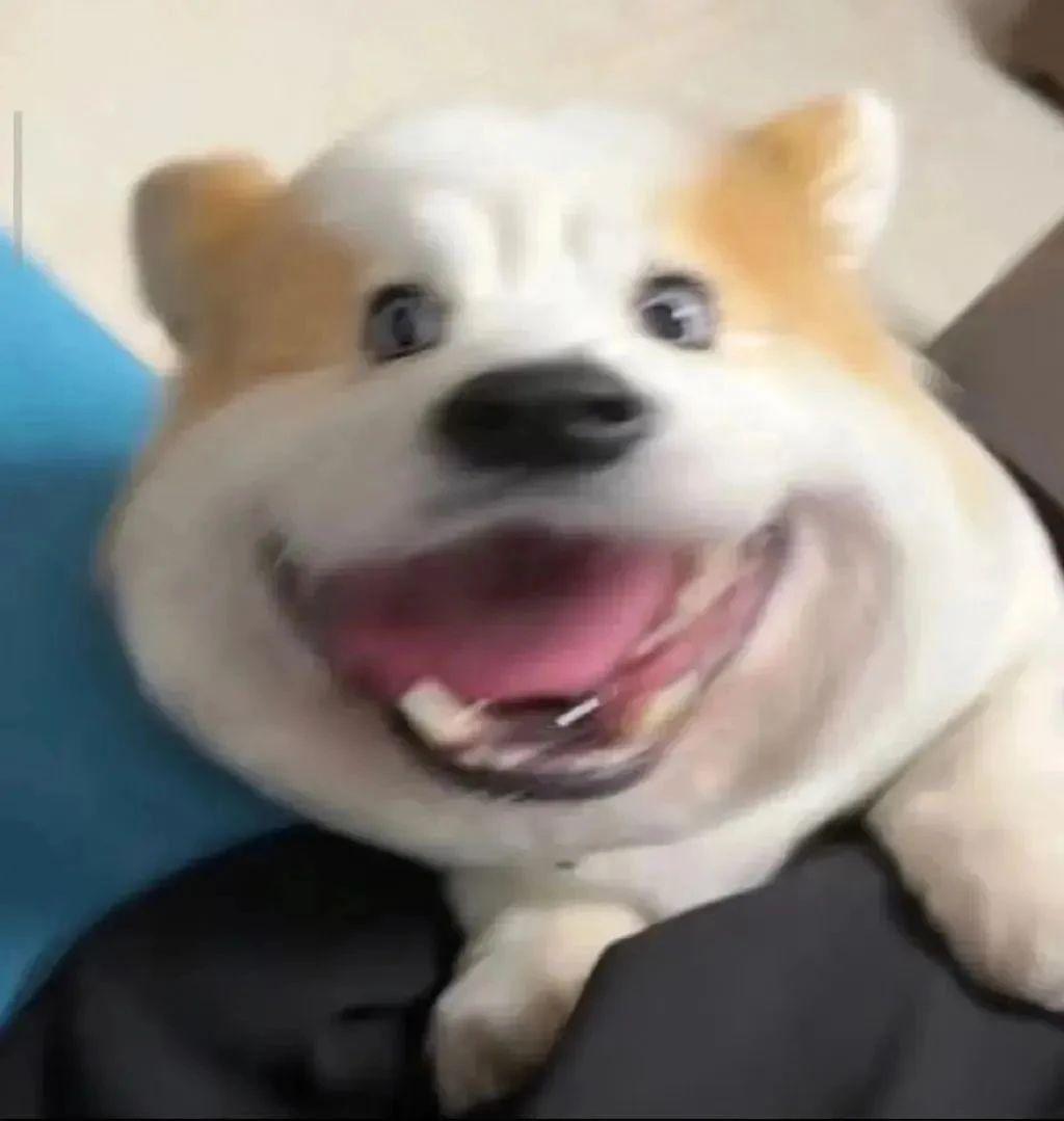 何猷君这小金土豆真的挺不错！