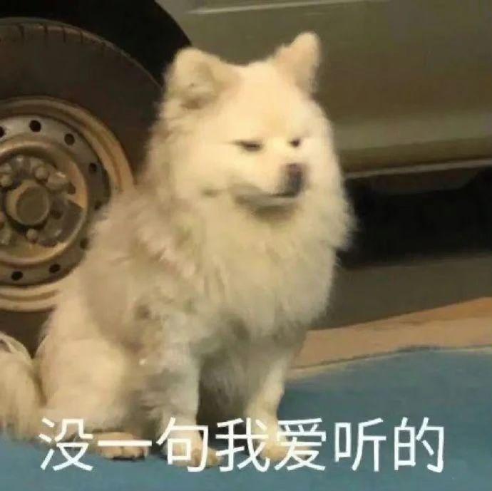 何猷君这小金土豆真的挺不错！