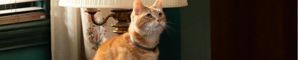 《惊奇队长2》：想不通，什么女性想做这种英雄？