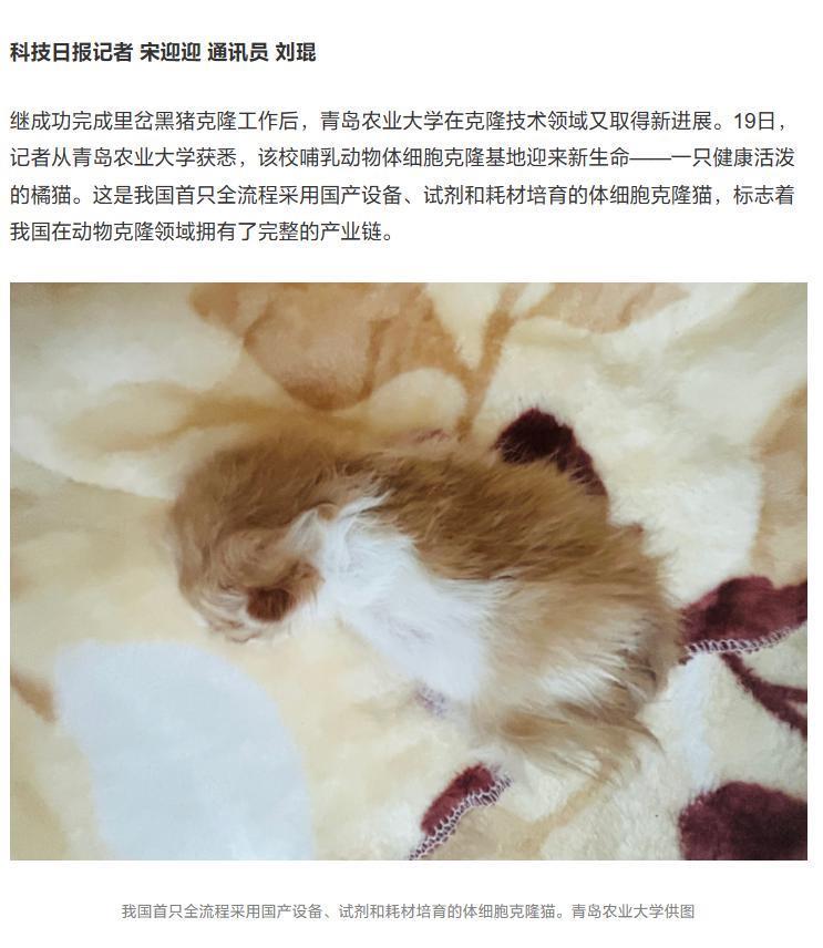 我国首只全流程国产化培育克隆猫在青岛农业大学诞生