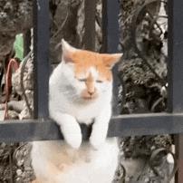 这哥们儿真惨！砸钱刷小米差评被雷军逮到了