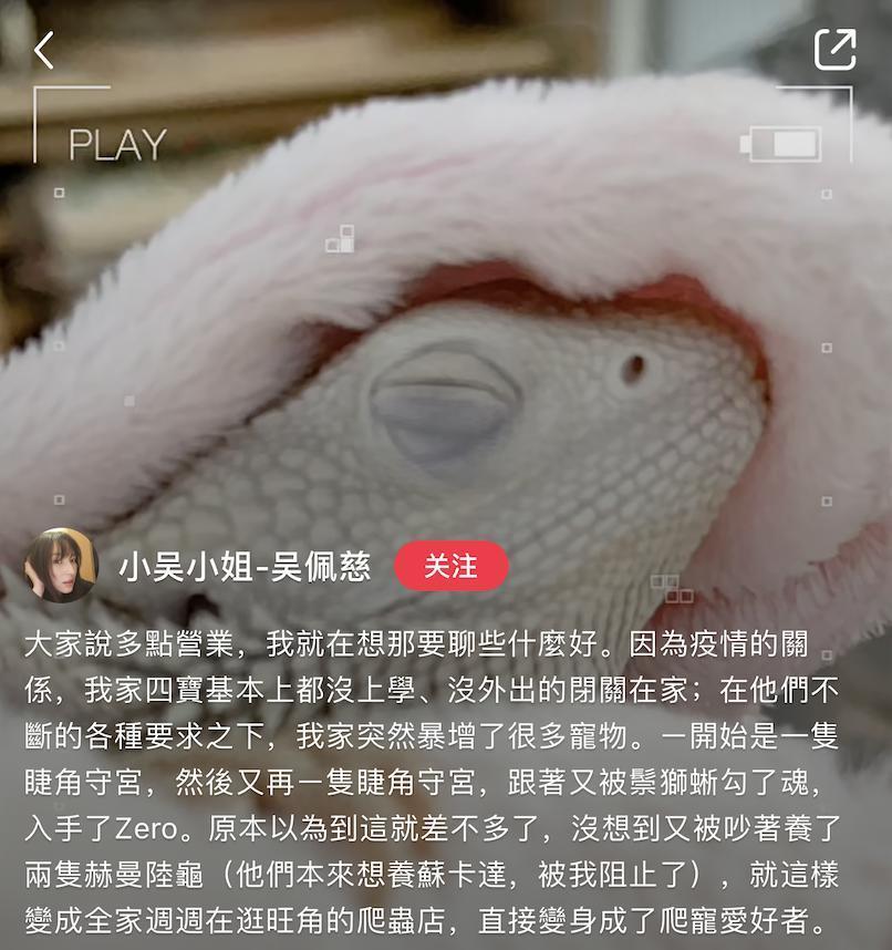 “叠码仔”全军覆没，吴佩慈与她的“赌神”男友和强悍婆婆