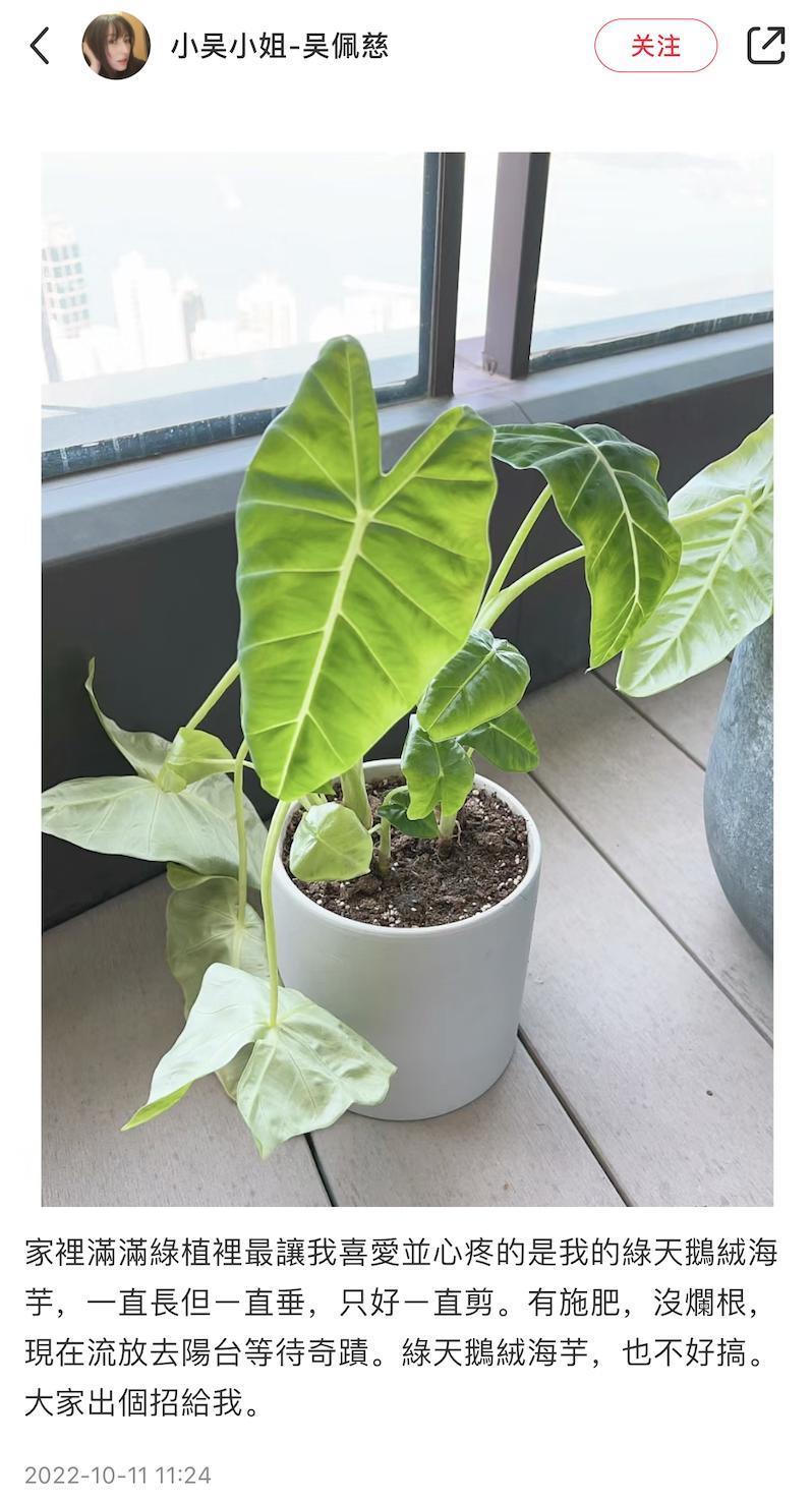 “叠码仔”全军覆没，吴佩慈与“赌神”男友和强悍婆婆