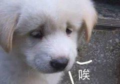 这种被骂翻天的国产机，终于要改了