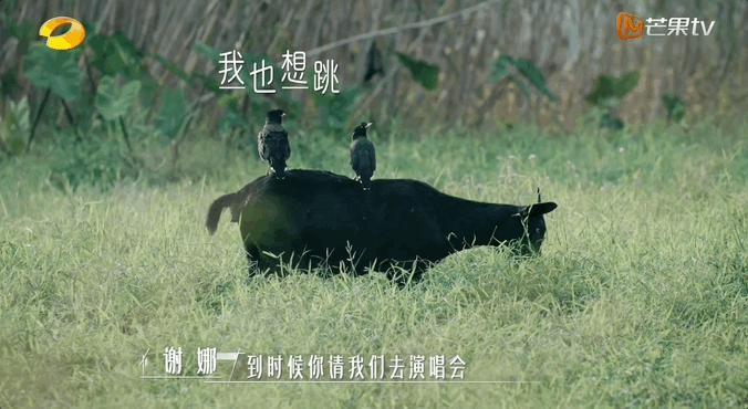 谢谢它，治好了我的精神内耗