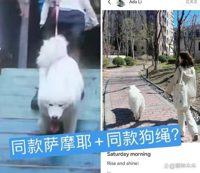 王源李恩童绯闻再添新料！一起养猫兴趣相同，女方履历优秀