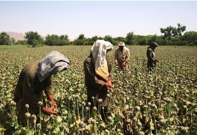 联合国报告：阿富汗鸦片产量锐减95%