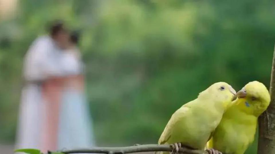 同样大尺度，只骂她一个？