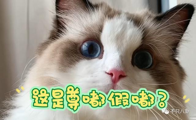 好甜好好嗑！这一对是真的超爱彼此啊