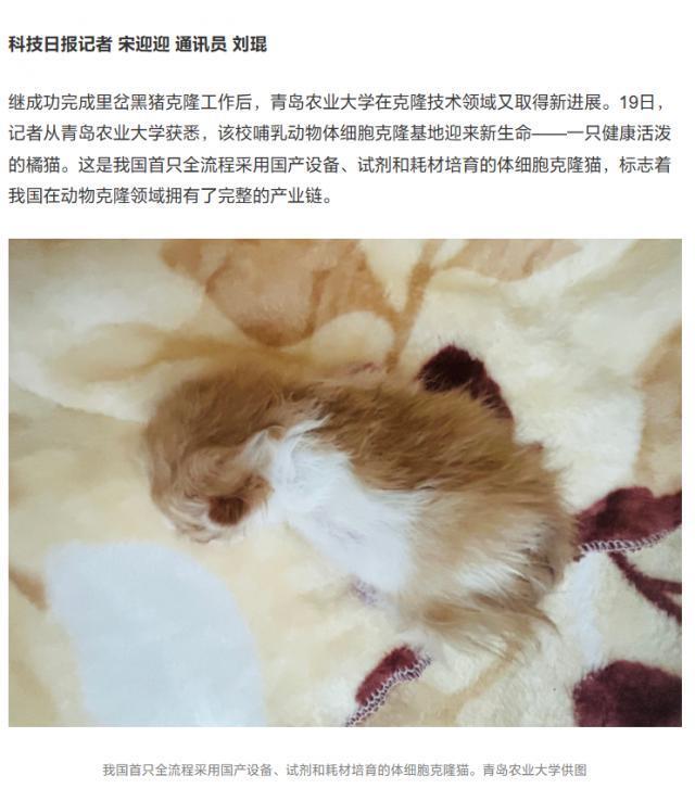 我国首只全流程国产化培育克隆猫在青岛农业大学诞生