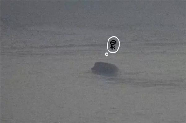 解锁新技能！南京一野猪12分钟横渡长江：还会避开轮船