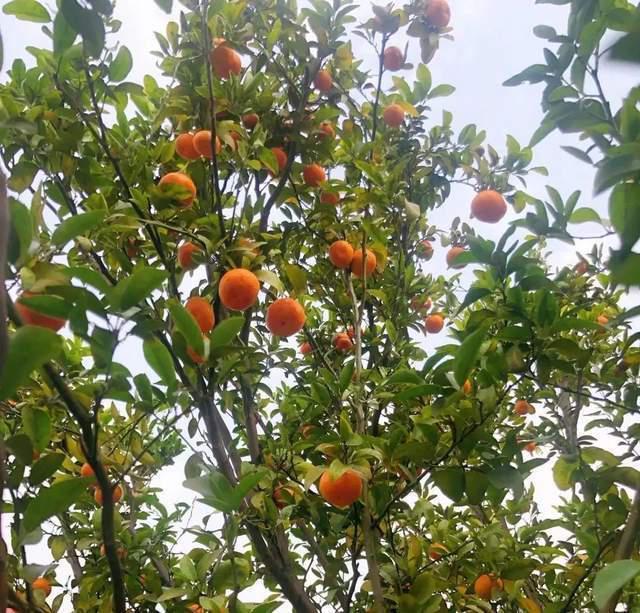 离开了李晨，她嫁给了爱情，再上热搜，她活成了人们羡慕的样子